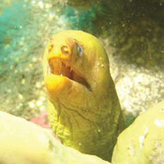 Underwater photographer Gary Linger, moray eel