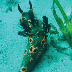 Underwater photographer Gary Linger, nudibranch