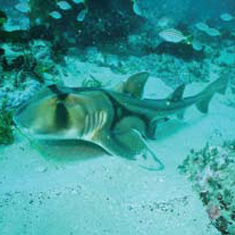 Underwater photographer Gary Linger, horn shark