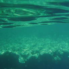 Underwater photographer Anne Marie Walters, surface