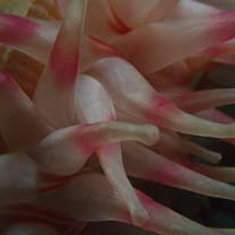 Underwater photographer Fontaine Denton, anemone