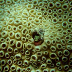 Underwater photographer Fontaine Denton, something hiding in a coral head