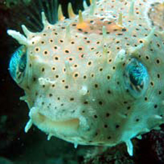 Underwater photographer Fontaine Denton, pufferfish