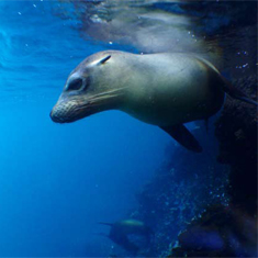 Underwater photographer Fontaine Denton, seal
