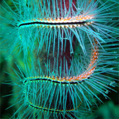 Underwater photographer Fontaine Denton, worms