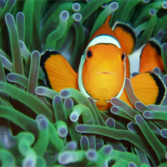 Underwater photographer Rachel Russell, prize-winning anemone fish