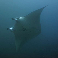 Underwater photographer Rachel Russell, manta ray