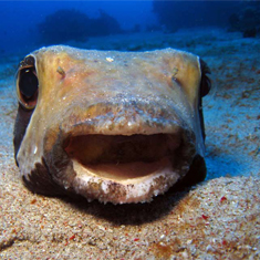 Underwater photographer Rachel Russell, pufferfish