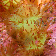 Underwater photographer Neil Skilling, anemone