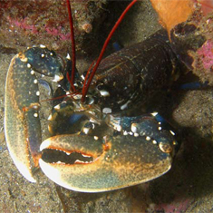 Underwater photographer Neil Skilling, lobster
