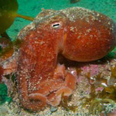 Underwater photographer Neil Skilling, octopus