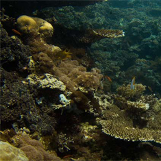 Underwater photographer James Wong, reef