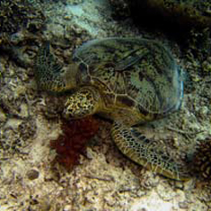 Underwater photographer James Wong, turtle