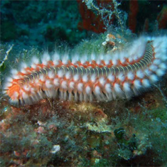 Underwater photographer David Daynes, worm