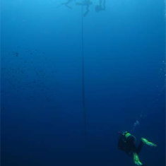 Underwater photographer Will Appleyard, divers