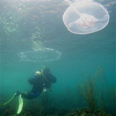 Underwater photographer Will Appleyard, jellyfish