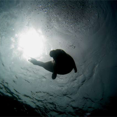 Underwater photographer Will Appleyard, seal