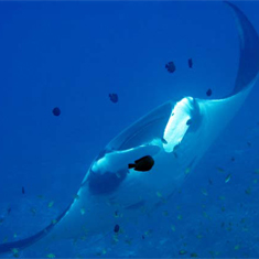 Underwater photographer Jon Chamberlain, manta