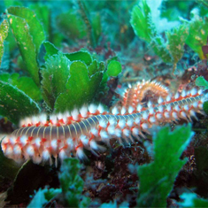 Underwater photographer Jon Chamberlain, worm