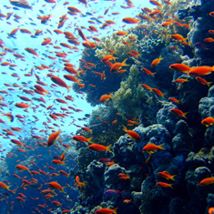 Underwater photographer Guy Rayment, reef