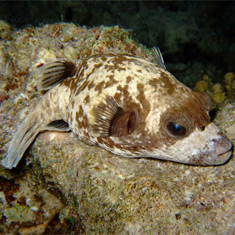 Underwater photographer Guy Rayment, pufferfish