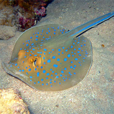 Underwater photographer Guy Rayment, blue spotted stingray