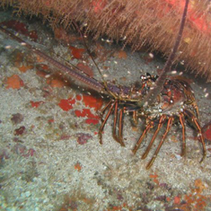 Underwater photographer John McEvoy, lobster