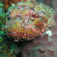 Underwater photographer John McEvoy, scorpionfish