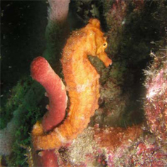 Underwater photographer John McEvoy, seahorse
