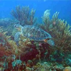 Underwater photographer John McEvoy, turtle