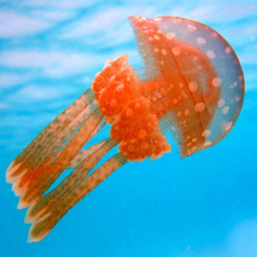 Underwater photographer Ross Neil, jellyfish