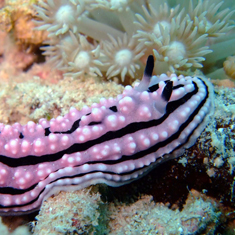 Underwater photographer Ross Neil, nudibranch