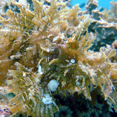 Underwater photographer Ross Neil, weedy scorpionfish
