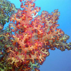 Underwater photographer Dean Pepper, soft coral