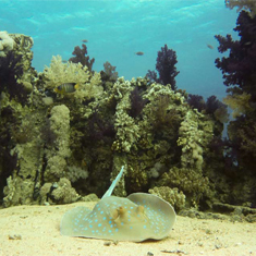 Underwater photographer Dean Pepper, blue spotted stingray