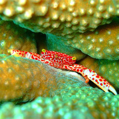 Underwater photographer Jessica Tilley, crab