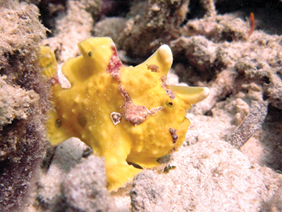 Also frogfish