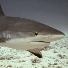 Underwater photographer Nick Taylor, reef shark