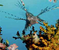 Lionfish