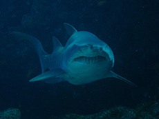 Raggedtooth shark