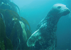 Scilly Seal