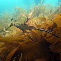 Underwater photographer Patrick Caulfield, weedy seadragon