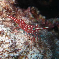 Underwater photographer Juliette Claro, shrimp