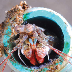 Underwater photographer John Mottershead, prize-winning mantis shrimp