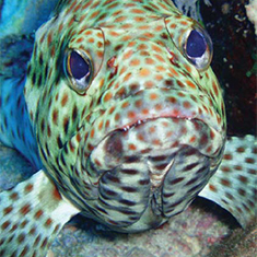 Underwater photographer Thomas Penfare, grouper