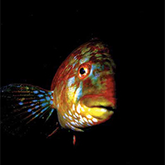 Underwater photographer Robert Bagdi, a fish