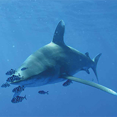 Underwater photographer Robert Bagdi, oceanic whitetip shark