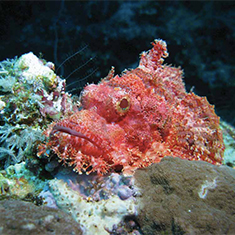 Underwater photographer Robert Bagdi, scorpionfish