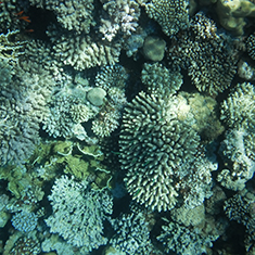 Underwater photographer Jonathan Crosland, coral