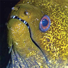 Underwater photographer Simon Gardener, moray eel